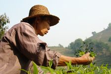  Picking tea