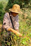  Picking tea