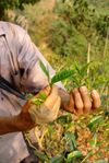  Example of leaves will be picked