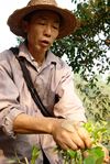  Mr. Lee picking leaves tea