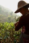  Ms. Lee picking tea leaves