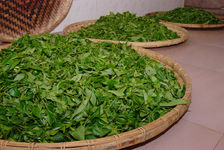  Leaves freshly harvested Yi Wu