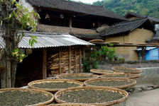 Feuilles de thé séchant à Luo Shui Dong