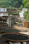  Tea leaves drying Mahei