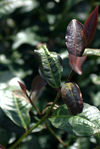  Natural purple leaves on a tree Wu Yi