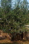 Large tree in Ailao Shan-old tea