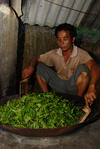 Sha qing manual by a small producer Bulang