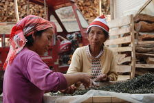 Farm in Xishuangbanna (Jinuo Shan)