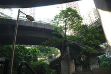 Hong Kong, the city that grows in the forest