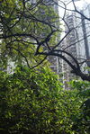 Hong Kong, la ville qui pousse de la forêt