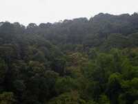 Forêt aux alentours de Gaoshan