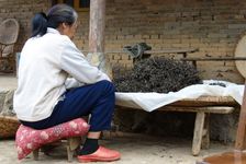 Tri des feuilles à Luo Shui Dong