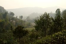 Jardin à thé à Yi Wu