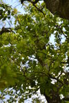 Feuilles d'arbre millénaire dans le Yunnan