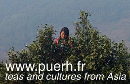 Puerh tea information website